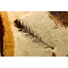 Metasequoia - Eocene - British Colombia - Canada