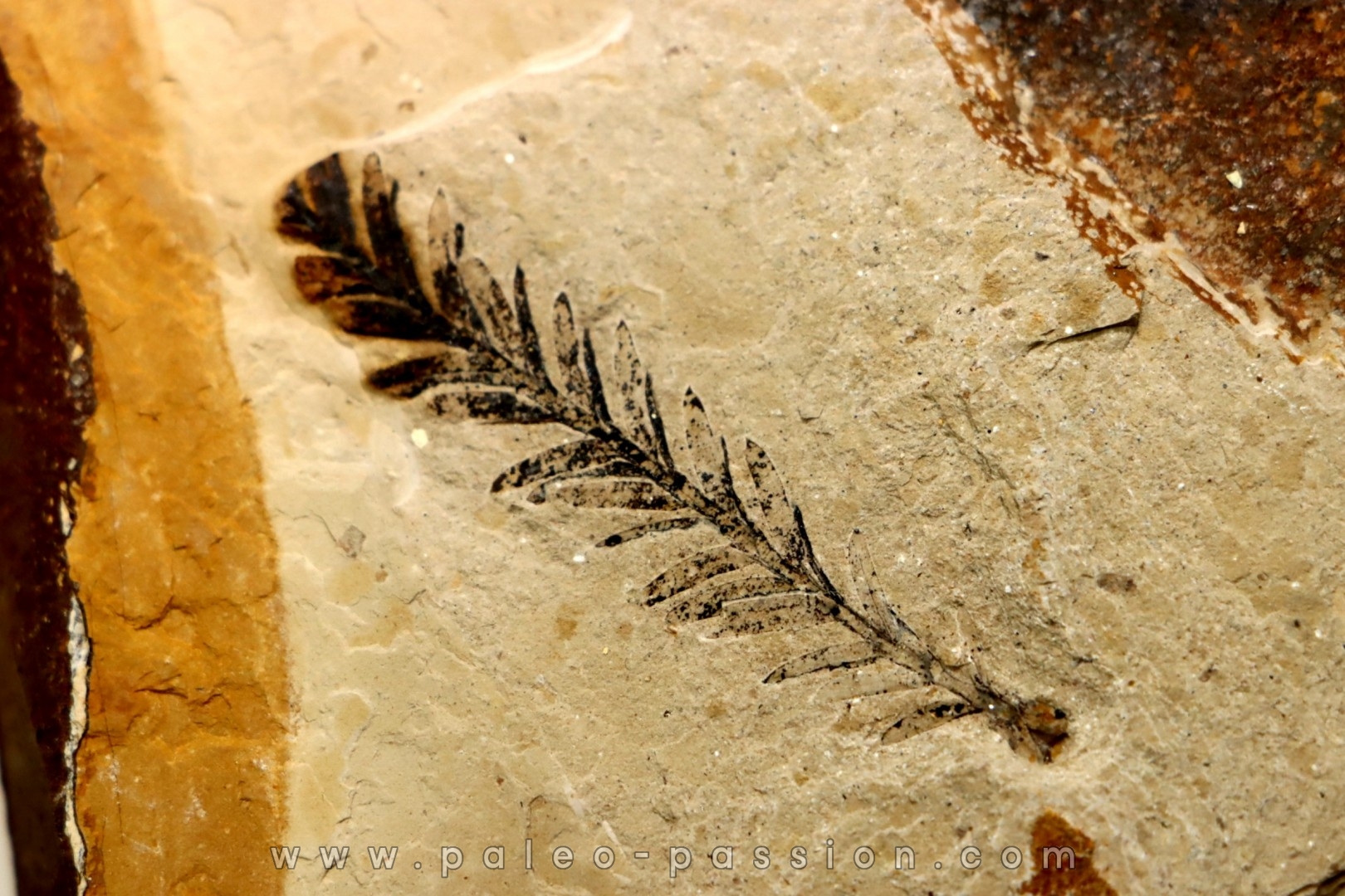 Metasequoia - Eocene - Colombie-Britanique - Canada