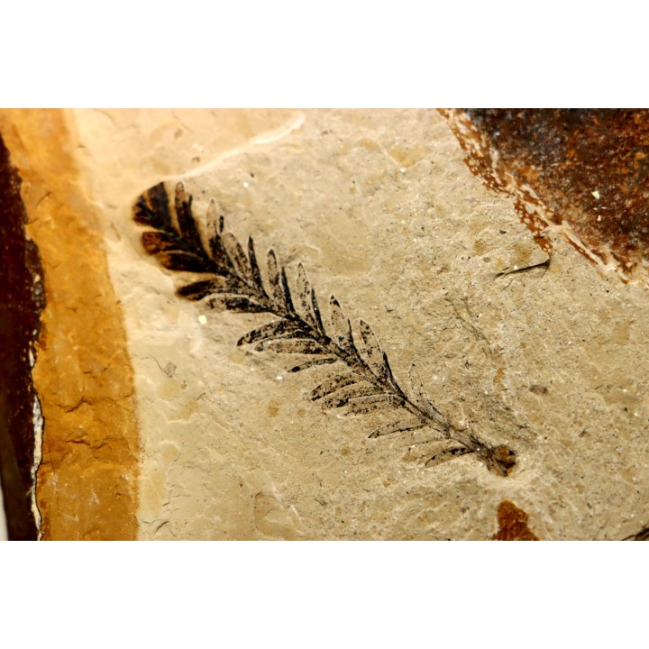 Metasequoia - Eocene - Colombie-Britanique - Canada