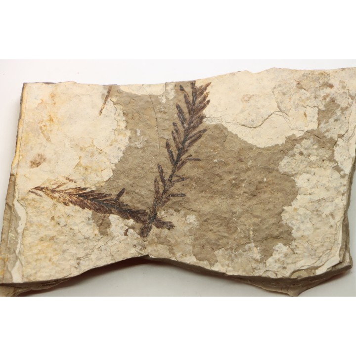 Metasequoia - Eocene - Colombie-Britanique - Canada