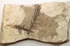 Metasequoia - Eocene - British Colombia - Canada