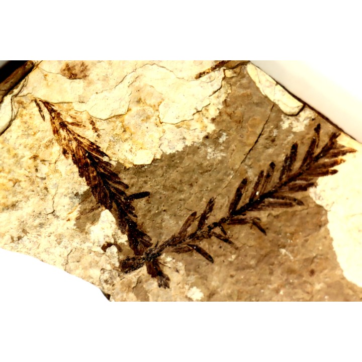 Metasequoia - Eocene - Colombie-Britanique - Canada
