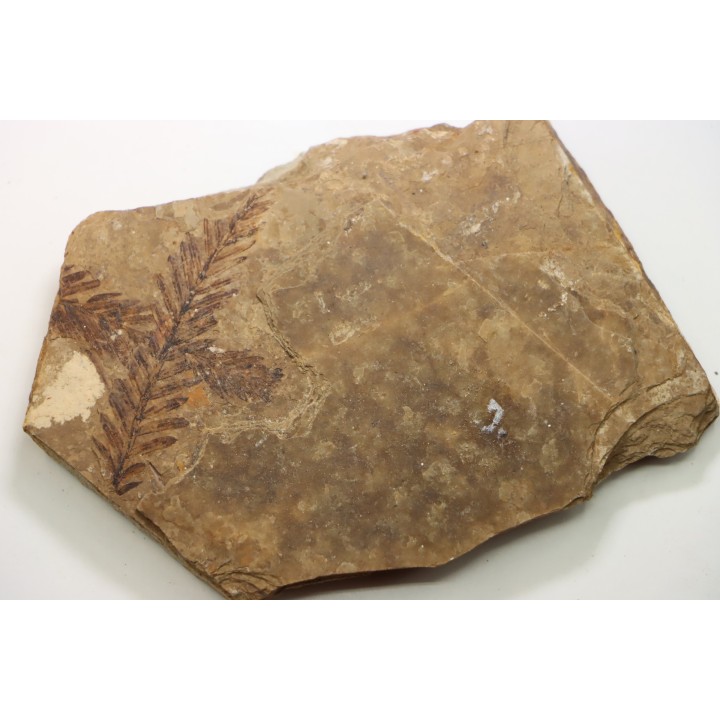 Metasequoia - Eocene - Colombie-Britanique - Canada