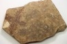 Metasequoia - Eocene - Colombie-Britanique - Canada