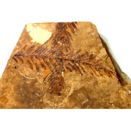 Metasequoia - Eocene - British Colombia - Canada