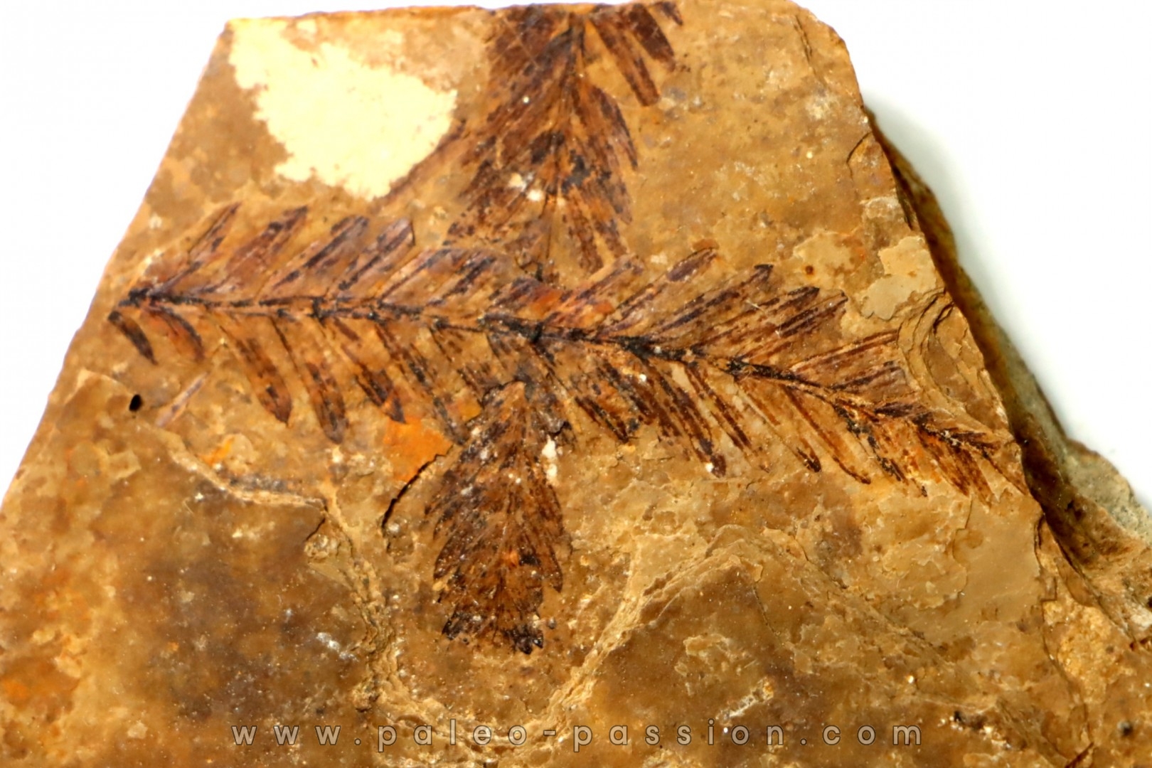 Metasequoia - Eocene - Colombie-Britanique - Canada