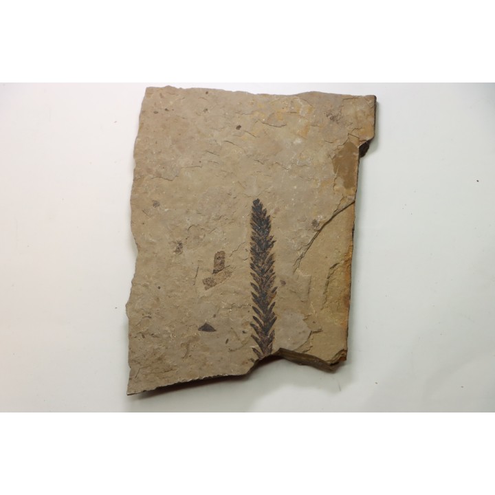 Metasequoia - Eocene - Colombie-Britanique - Canada