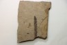 Metasequoia - Eocene - British Colombia - Canada
