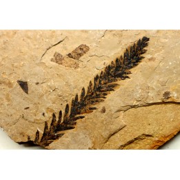 Metasequoia - Eocene - British Colombia - Canada