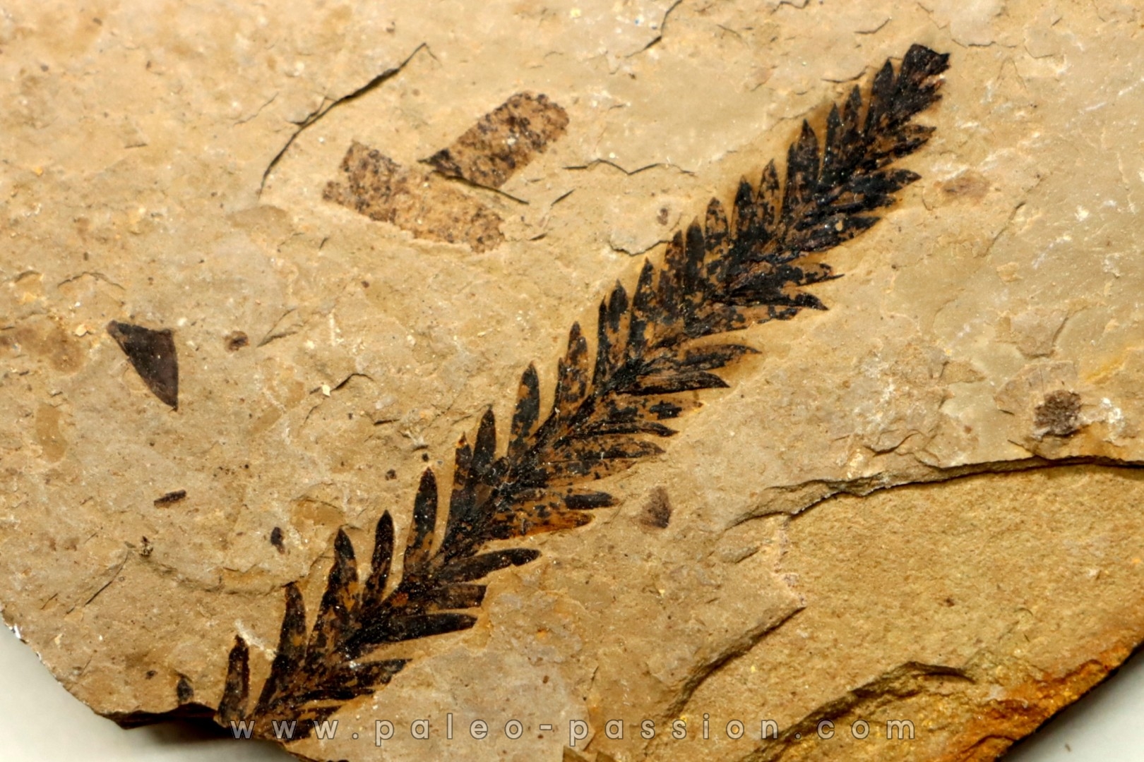 Metasequoia - Eocene - Colombie-Britanique - Canada