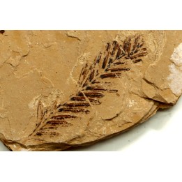 Metasequoia - Eocene - Colombie-Britanique - Canada