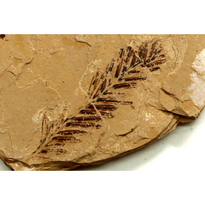 Metasequoia - Eocene - Colombie-Britanique - Canada