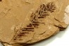 Metasequoia - Eocene - Colombie-Britanique - Canada