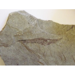 fossil fish: AEOLISCUS HEINRICHI (2)