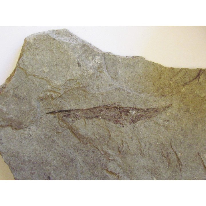 poisson fossile: AEOLISCUS HEINRICHI (2)