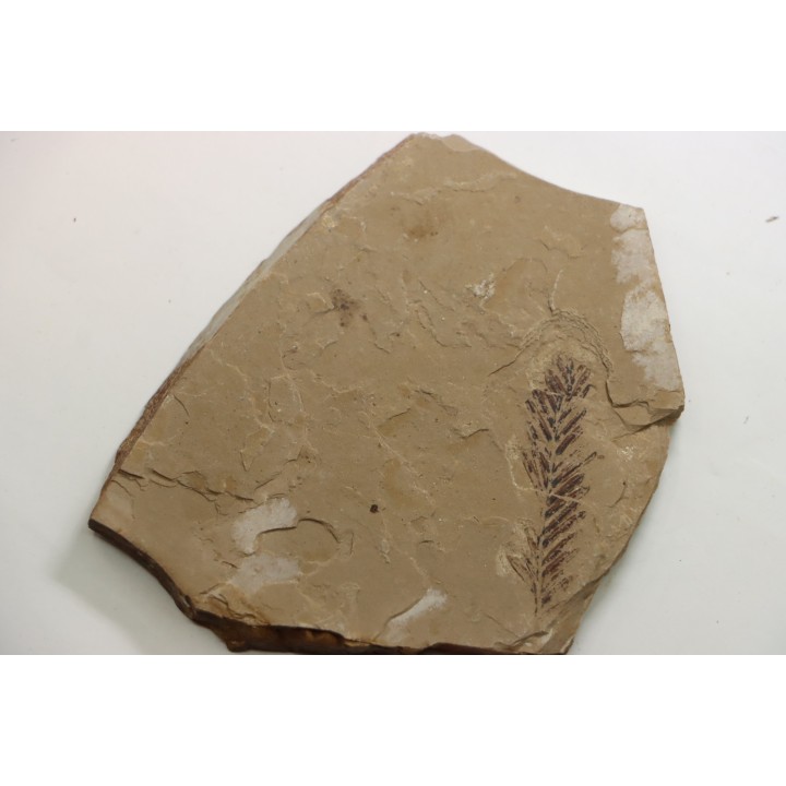 Metasequoia - Eocene - British Colombia - Canada