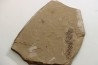 Metasequoia - Eocene - British Colombia - Canada
