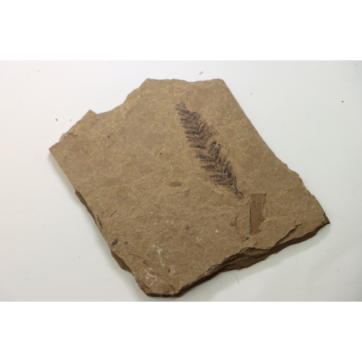 Metasequoia - Eocene - British Colombia - Canada