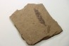 Metasequoia - Eocene - Colombie-Britanique - Canada