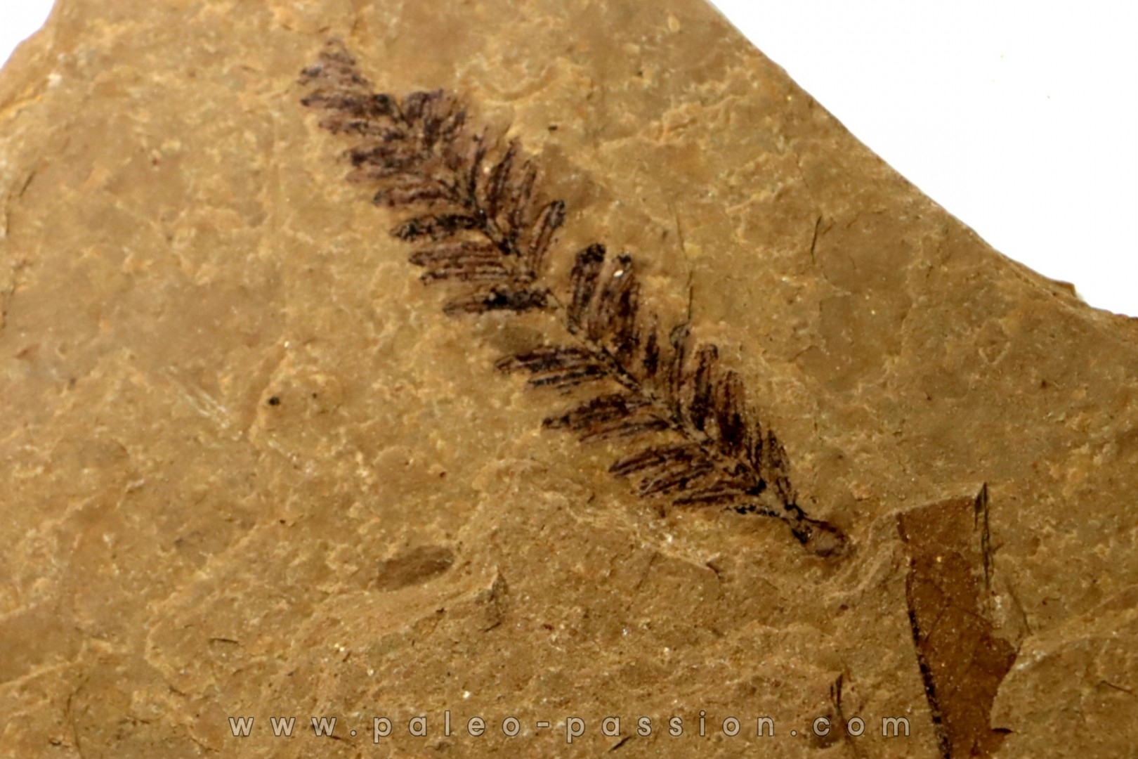 Metasequoia - Eocene - Colombie-Britanique - Canada