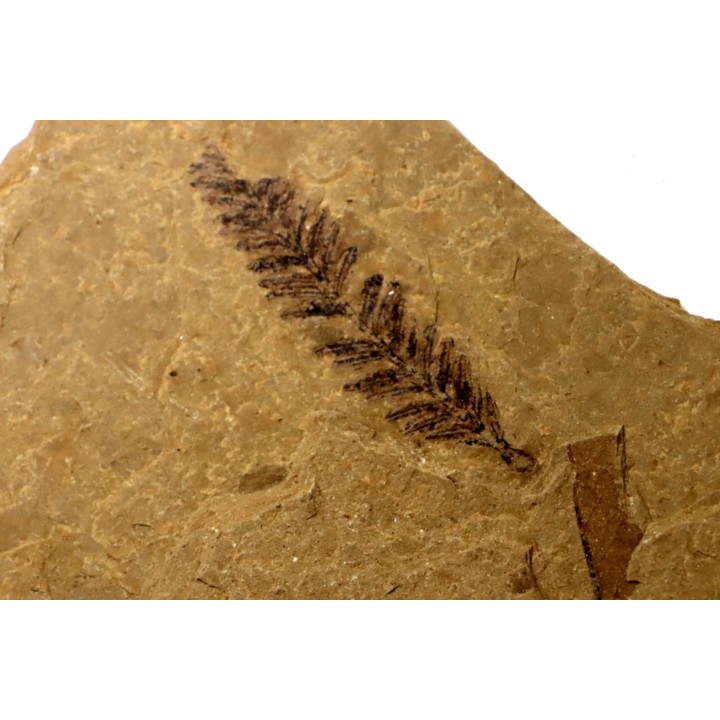 Metasequoia - Eocene - British Colombia - Canada