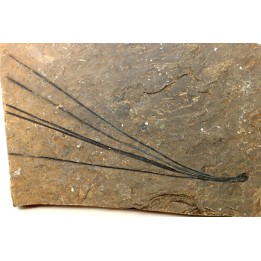 Pinus sp. - Eocene - Colombie-Britanique - Canada
