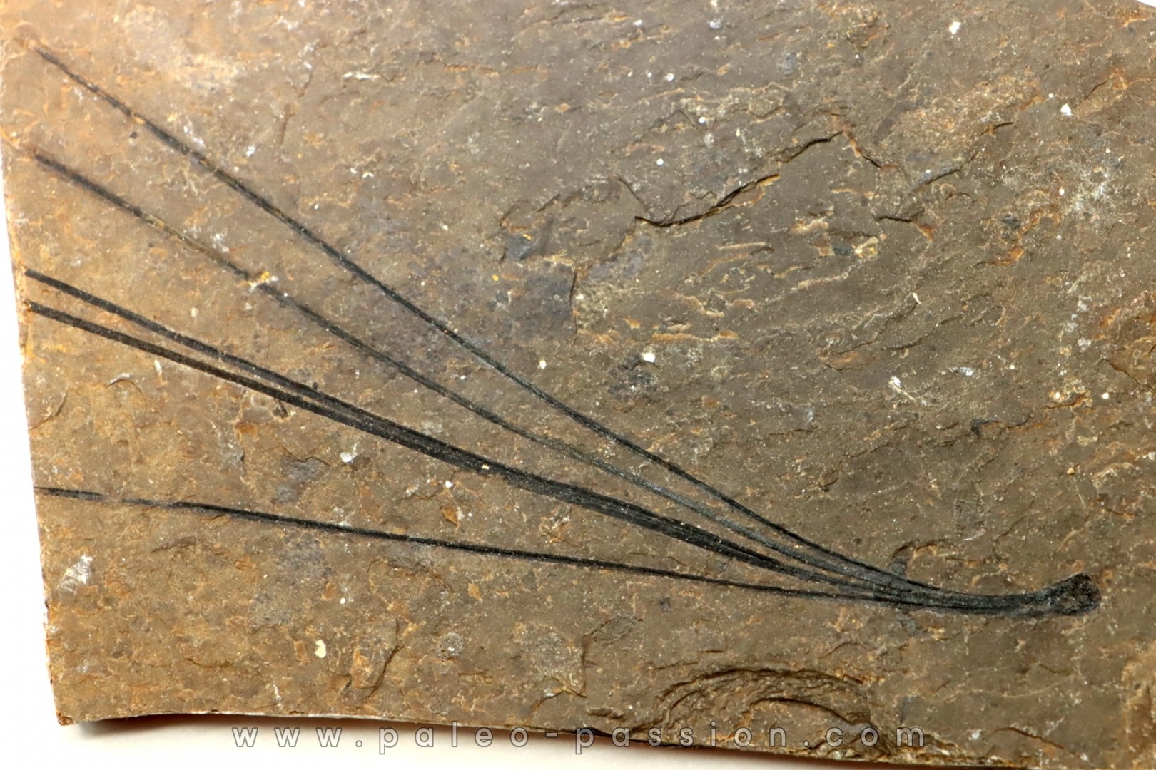Pinus sp. - Eocene - Colombie-Britanique - Canada