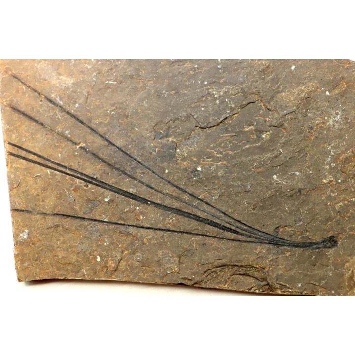 Pinus sp.  - Eocene - British Colombia - Canada