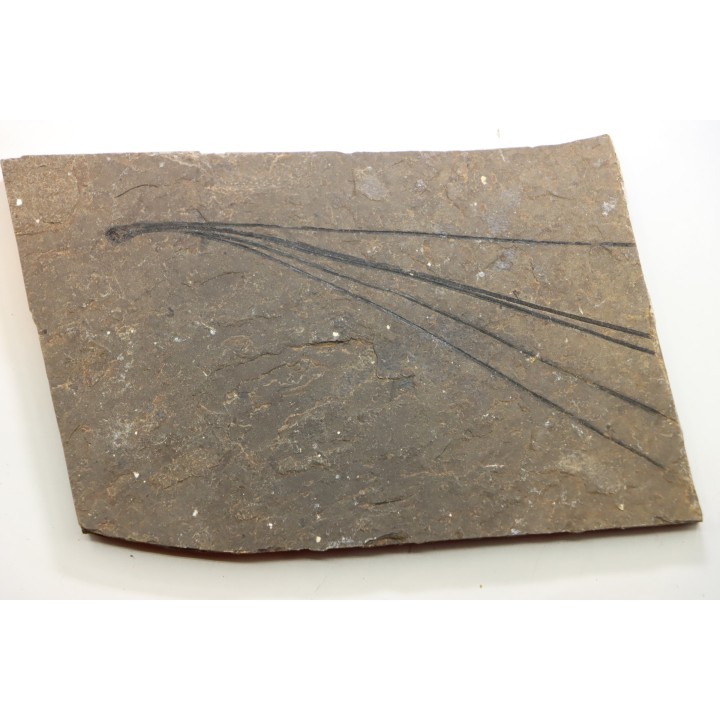 Pinus sp.  - Eocene - British Colombia - Canada