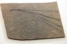 Pinus sp. - Eocene - Colombie-Britanique - Canada