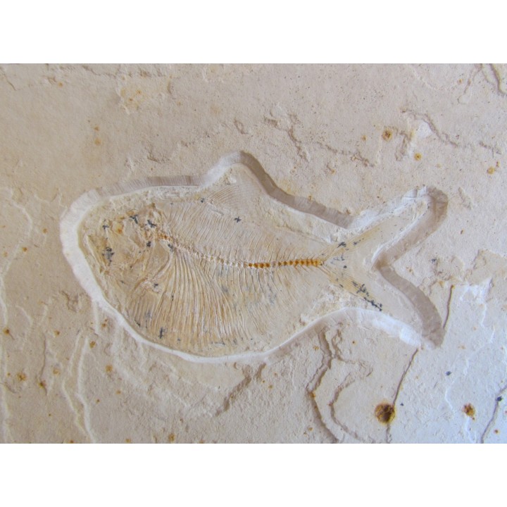 poisson fossile : TRYPLOMYSTUS sp.