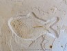 fossil fish : TRYPLOMYSTUS sp.