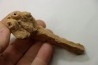 MUSEAU DE MOSASAURE - Prognathodon Anceps - Maestrichtien - Oued Zem, Maroc
