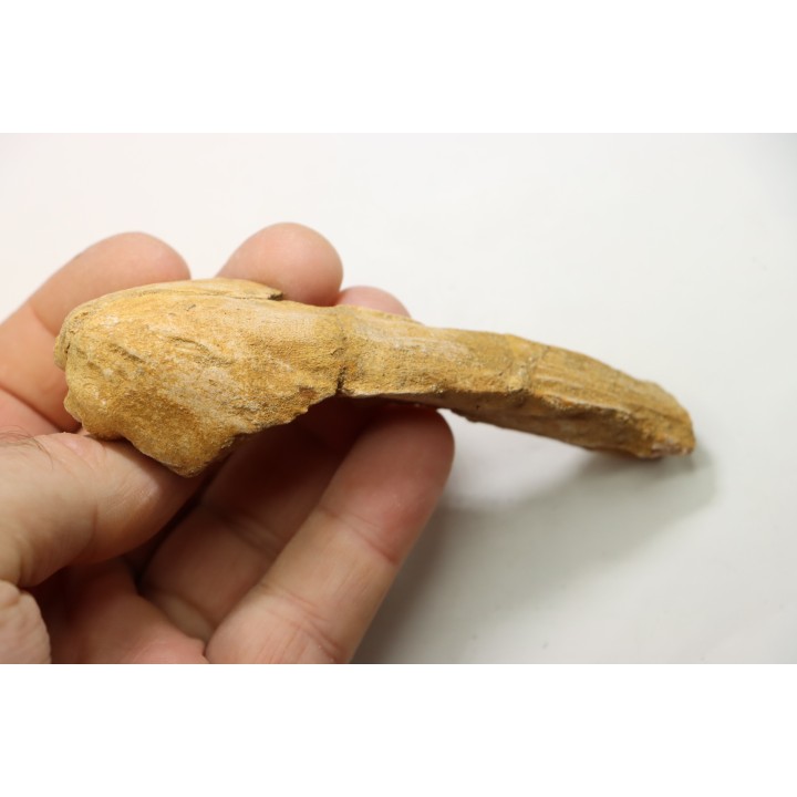 MUSEAU DE MOSASAURE - Prognathodon Anceps - Maestrichtien - Oued Zem, Maroc