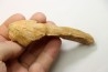 MUSEAU DE MOSASAURE - Prognathodon Anceps - Maestrichtien - Oued Zem, Maroc