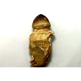 DENT DE MOSASAURE   Globidens phosphaticus  Maestrichtien - Oued Zem,  Maroc