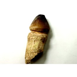DENT DE MOSASAURE   Globidens phosphaticus  Maestrichtien - Oued Zem,  Maroc