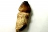 MOSASAURE  tooth Globidens phosphaticus - Maastrichtian - Oued Zem - Morocco