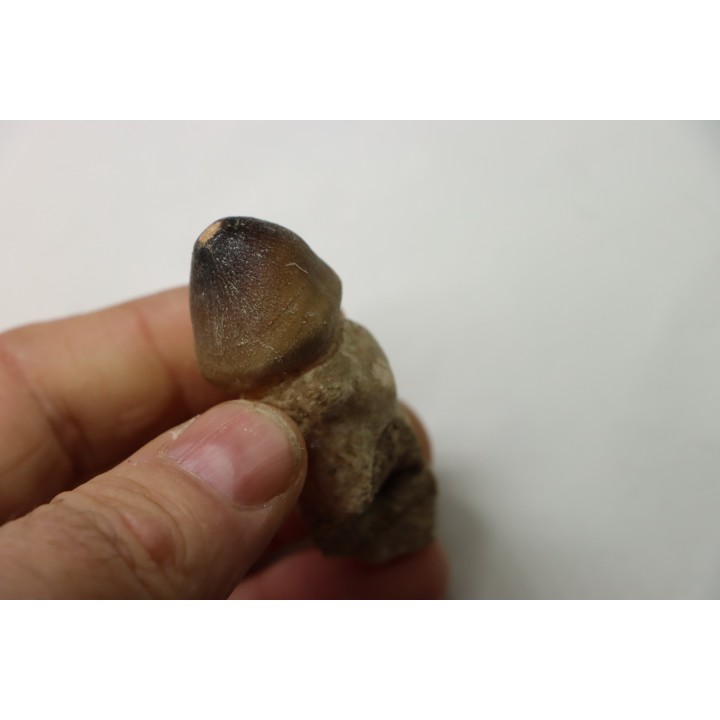 MOSASAURE  tooth Globidens phosphaticus - Maastrichtian - Oued Zem - Morocco