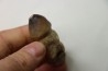 MOSASAURE  tooth Globidens phosphaticus - Maastrichtian - Oued Zem - Morocco