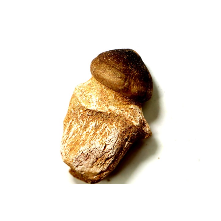 MOSASAURE  tooth Globidens phosphaticus - Maastrichtian - Oued Zem - Morocco