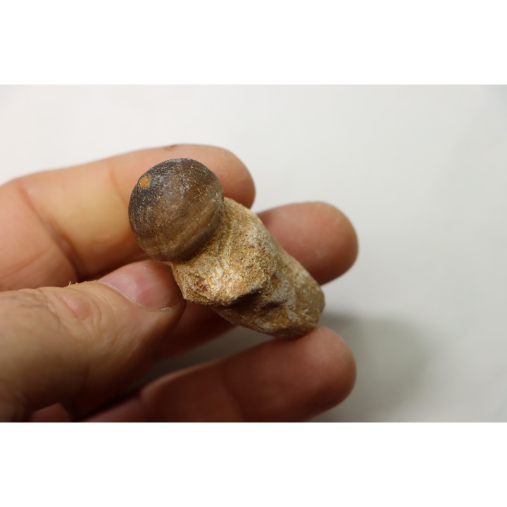 MOSASAURE  tooth Globidens phosphaticus - Maastrichtian - Oued Zem - Morocco