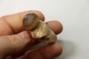 MOSASAURE  tooth Globidens phosphaticus - Maastrichtian - Oued Zem - Morocco