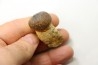 MOSASAURE  tooth Globidens phosphaticus - Maastrichtian - Oued Zem - Morocco