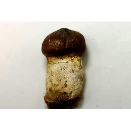 MOSASAURE  tooth Globidens phosphaticus - Maastrichtian - Oued Zem - Morocco