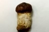 MOSASAURE  tooth Globidens phosphaticus - Maastrichtian - Oued Zem - Morocco