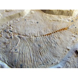poisson fossile : TRYPLOMYSTUS sp.