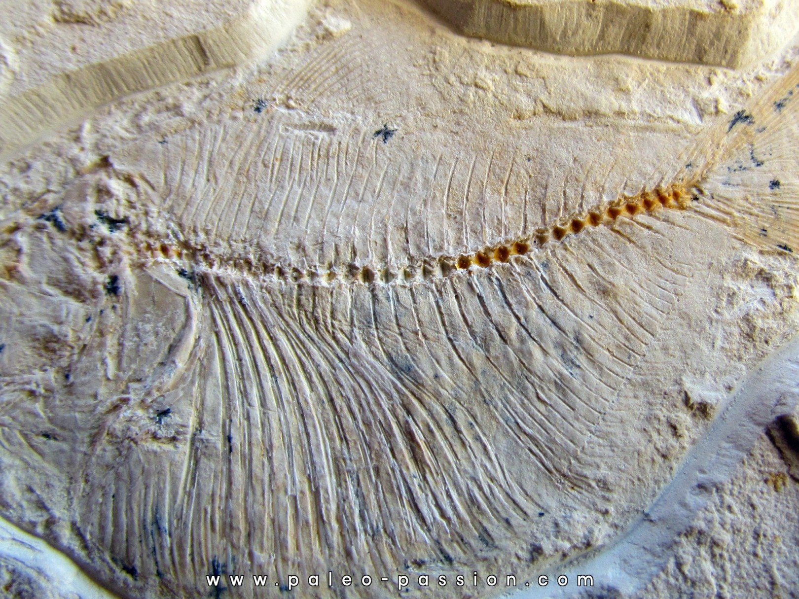 fossil fish : TRYPLOMYSTUS sp.