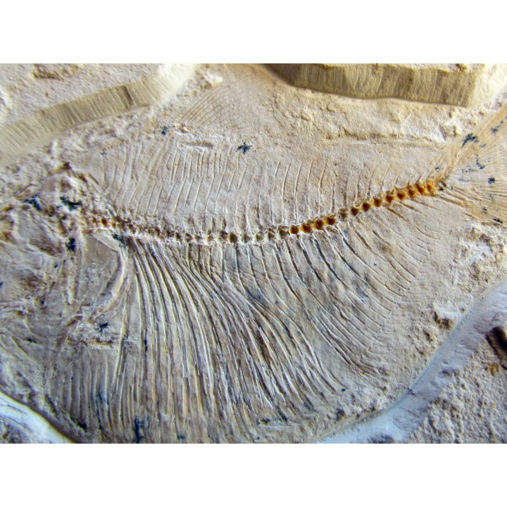 poisson fossile : TRYPLOMYSTUS sp.