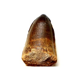 DENT DE MOSASAURE - Prognathodon Curii - Maestrichtien - Oued Zem, Maroc